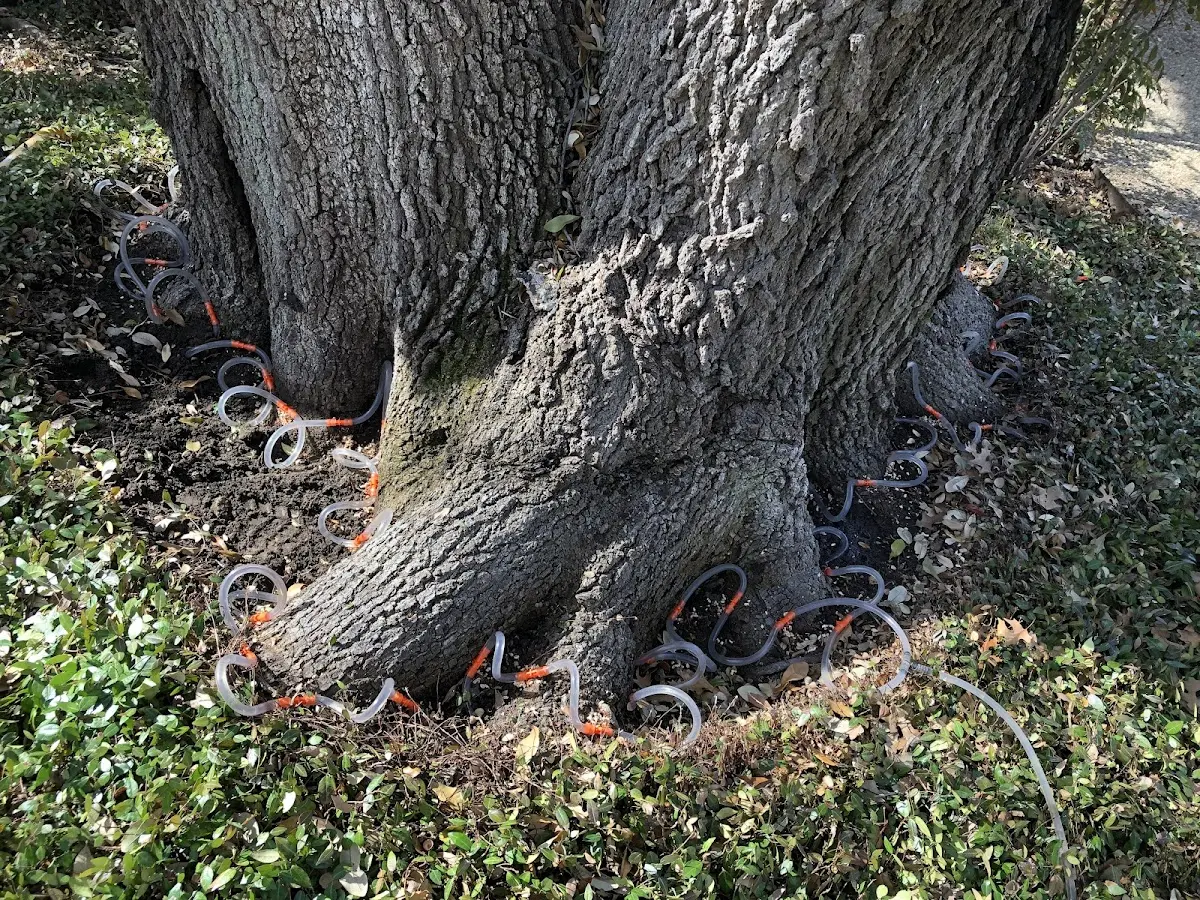 Detailed Tree Cabling and Bracing job site in South Saint Paul