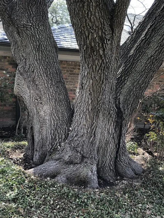 Mature heritage tree close to a South Saint Paul property cared for by certified arborists